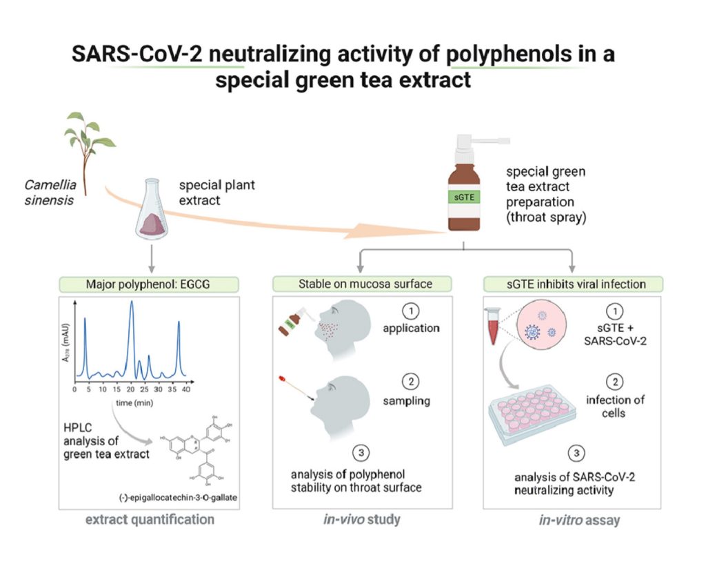 SARS-COV-2 neutralizing activity of polyphenols in a special green tea extract